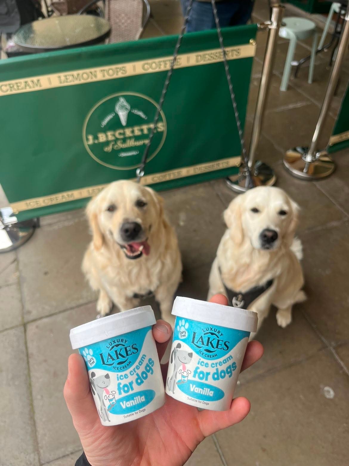 Two golden retrievers waiting outside J.Becketts while dog ice cream tubs are held up